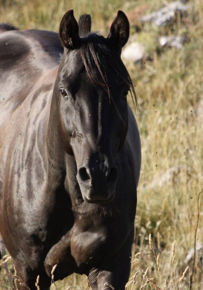 Shawa de LIS - Shagya Arabian 2006 by DAHOMAN XXXIX 11