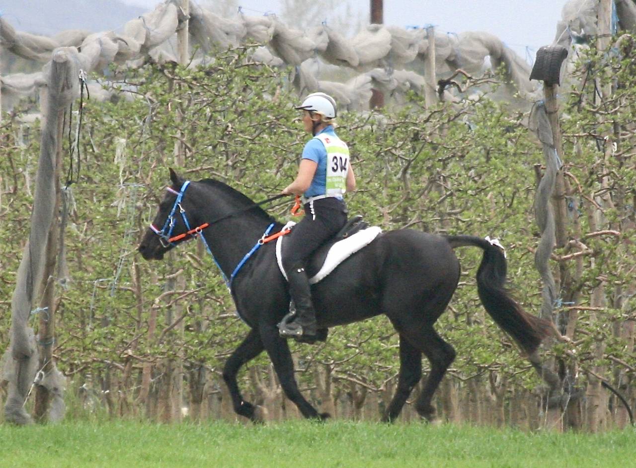 Shawa de LIS - Shagya Arabian 2006 by DAHOMAN XXXIX 11