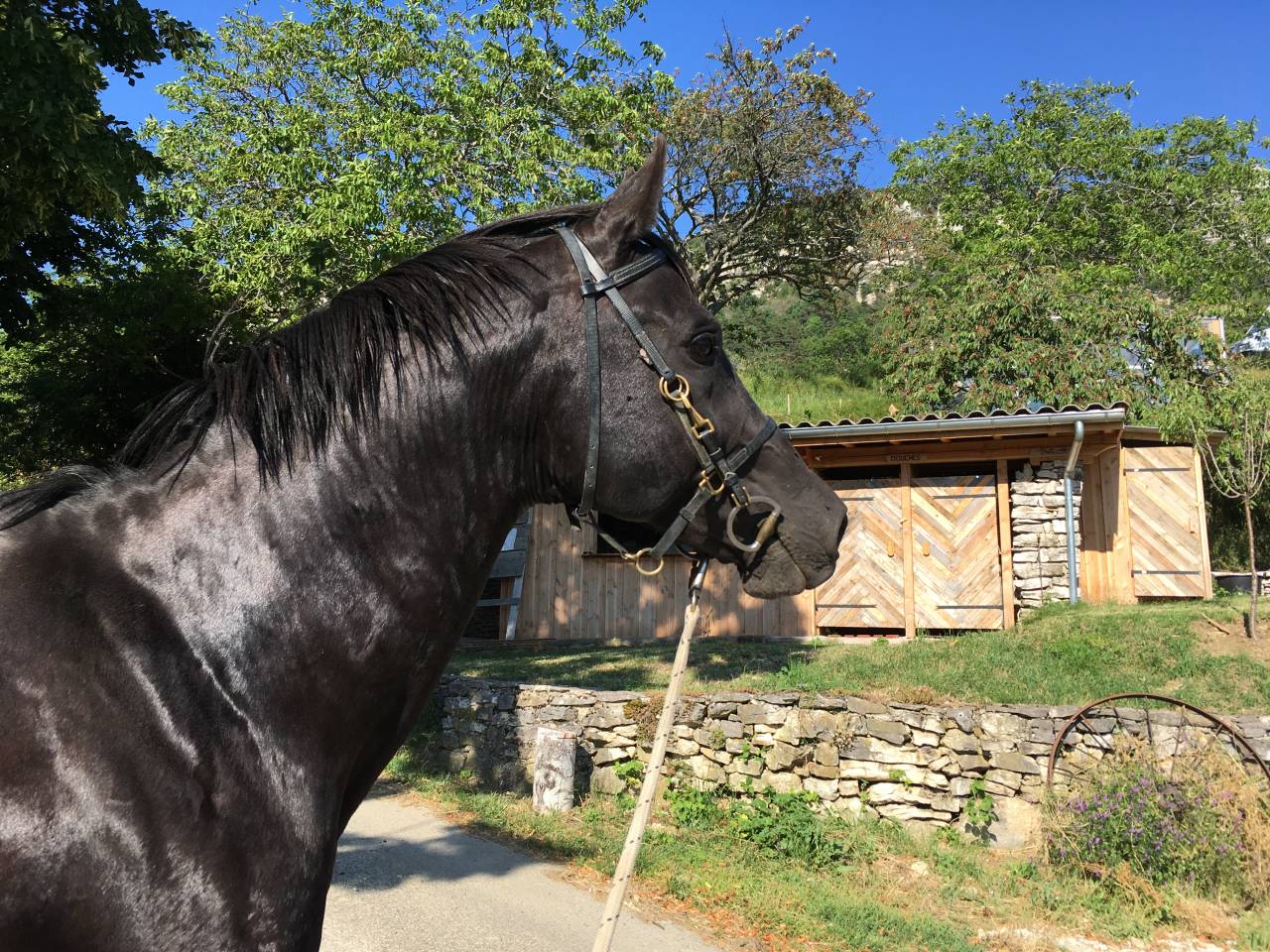 Shawa de LIS - Shagya Arabian 2006 by DAHOMAN XXXIX 11