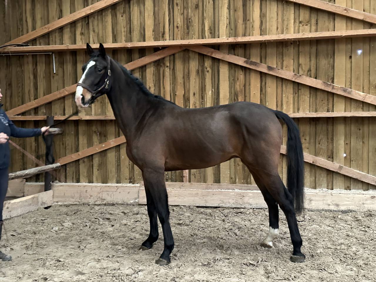 Gelding BWP Belgian Warmblood For loan 2020 Dark Bay
