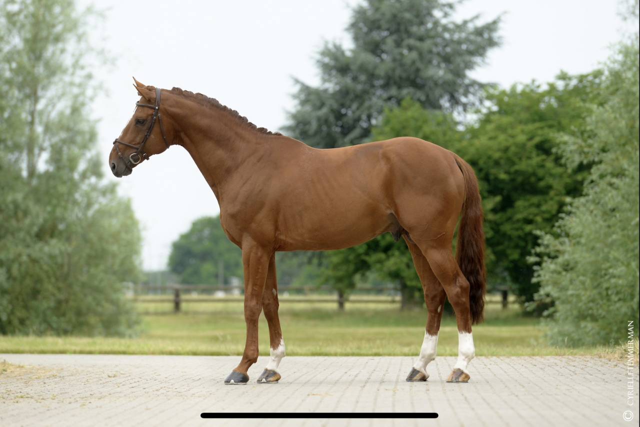 Intrepide Colmont Z - Zangersheide 2015