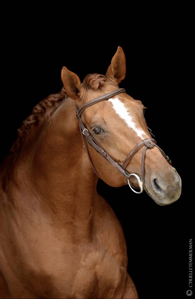 Intrepide Colmont Z - Zangersheide 2015