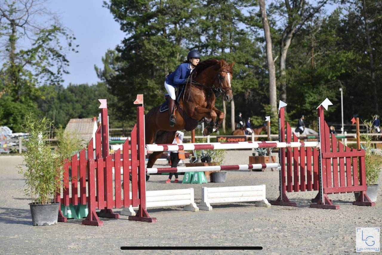 Intrepide Colmont Z - Zangersheide 2015