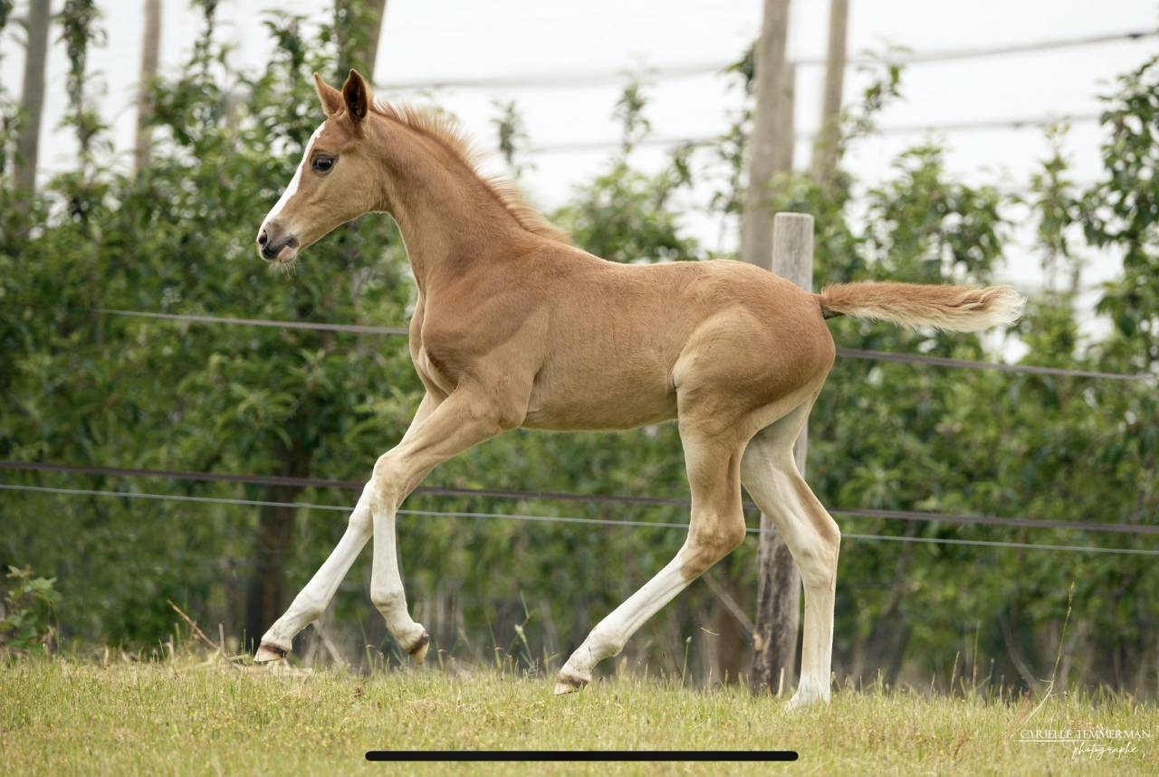 Intrepide Colmont Z - Zangersheide 2015