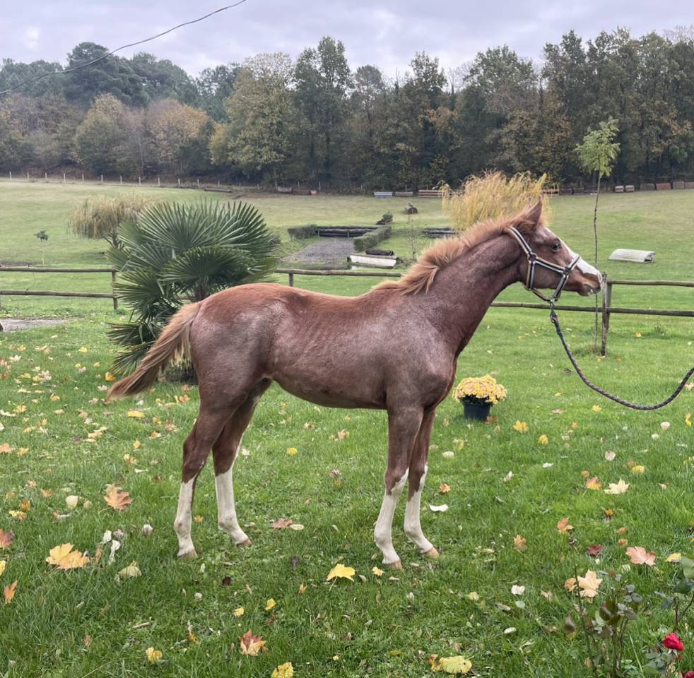 Intrepide Colmont Z - Zangersheide 2015