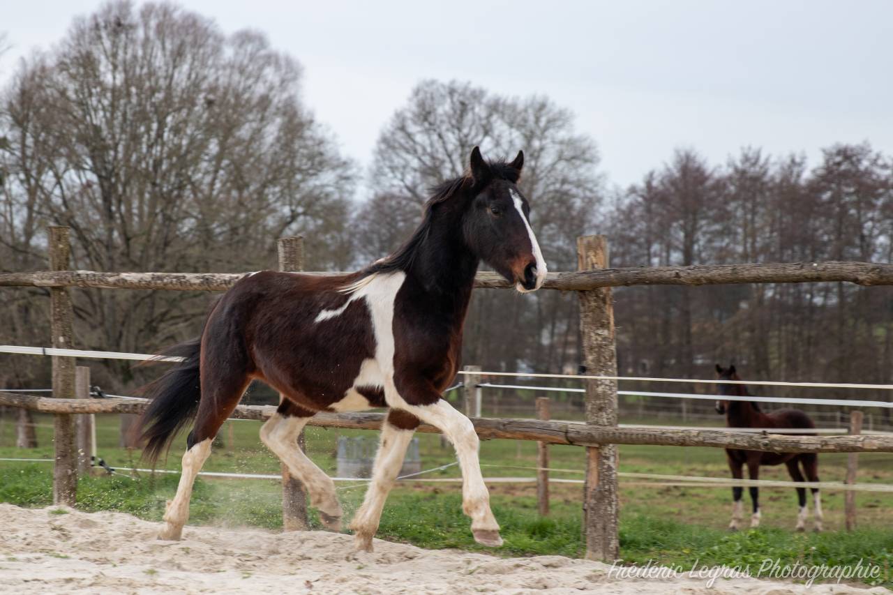 Colt Friesian For sale 2022 Other color