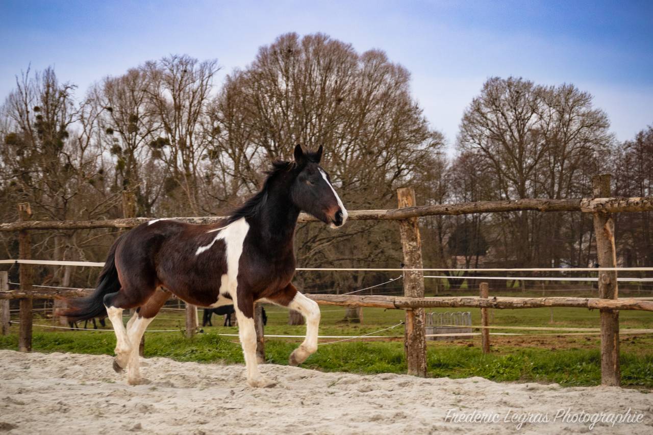 Colt Friesian For sale 2022 Other color