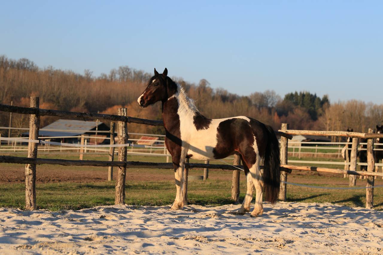 Entire Friesian For sale 2021 Other color