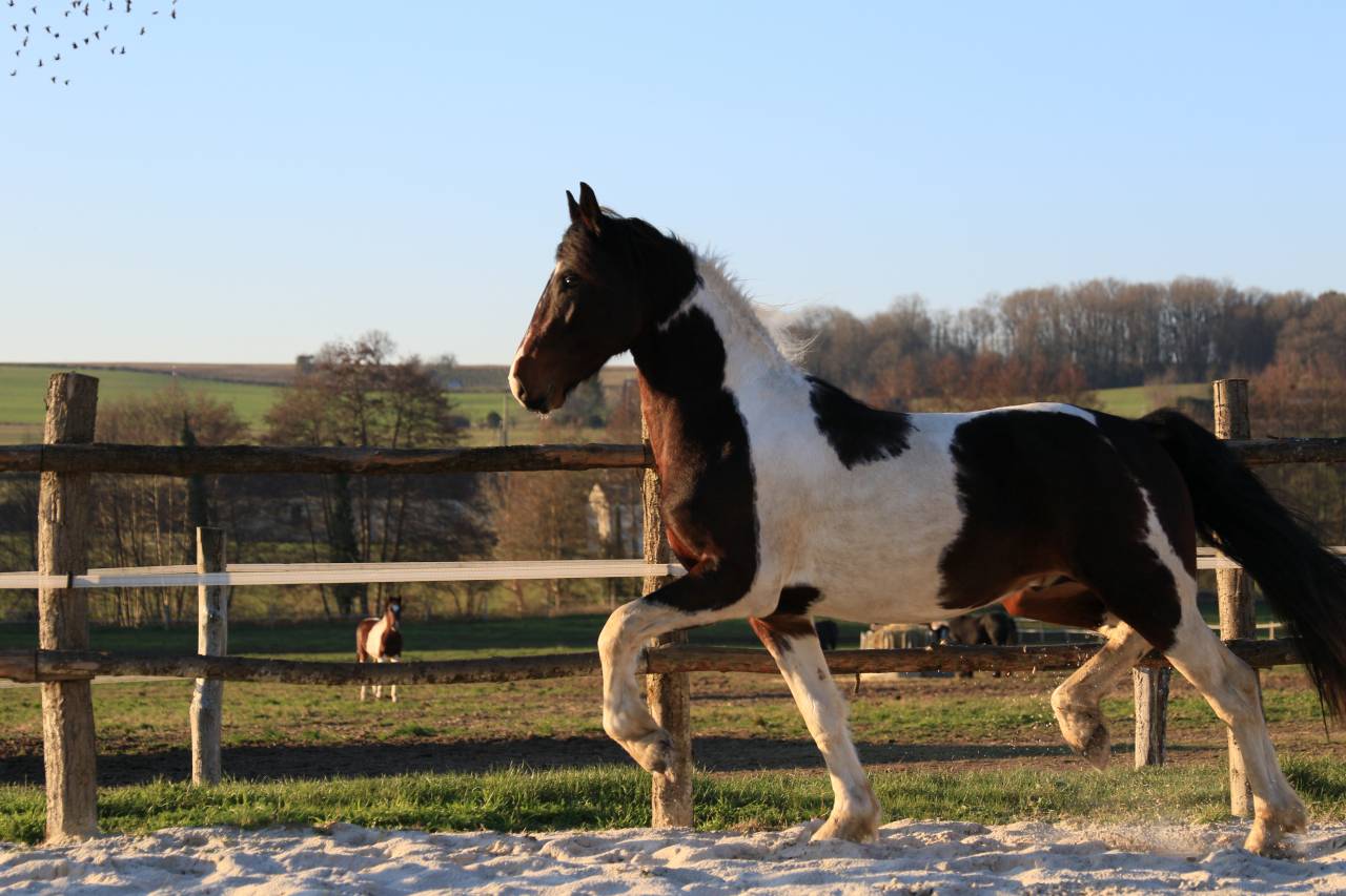 Entire Friesian For sale 2021 Other color