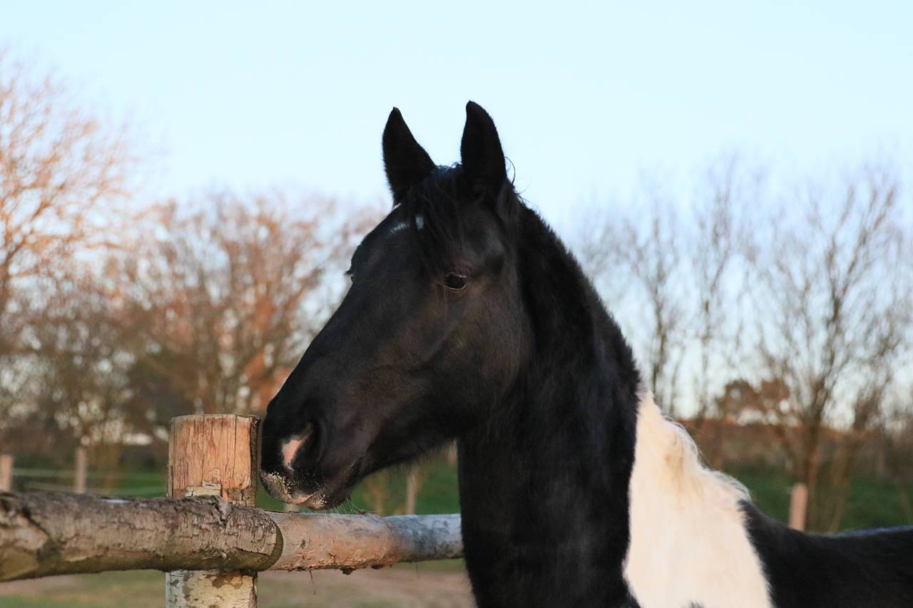 Entire Friesian For sale 2020 Other color