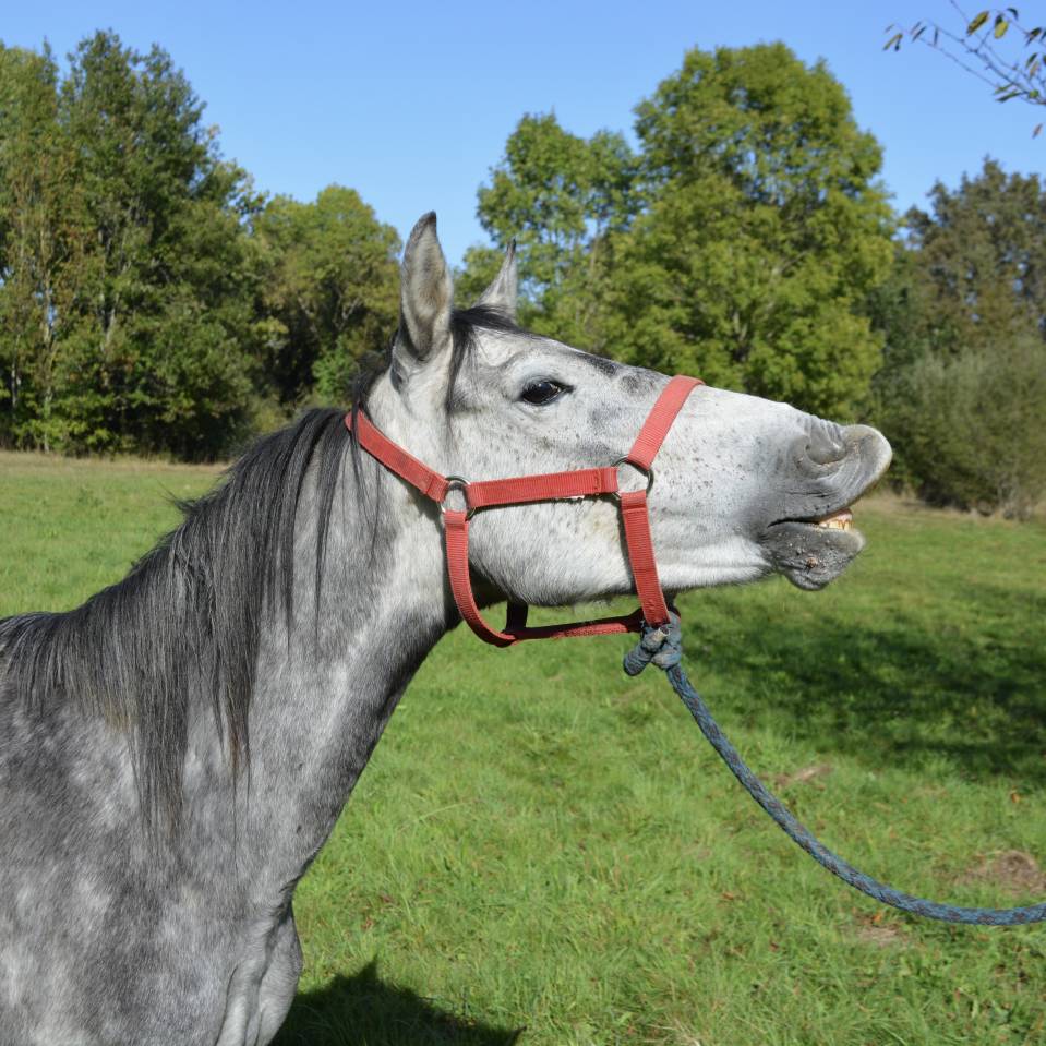 Gelding Origin Recorded For sale 2018 Grey