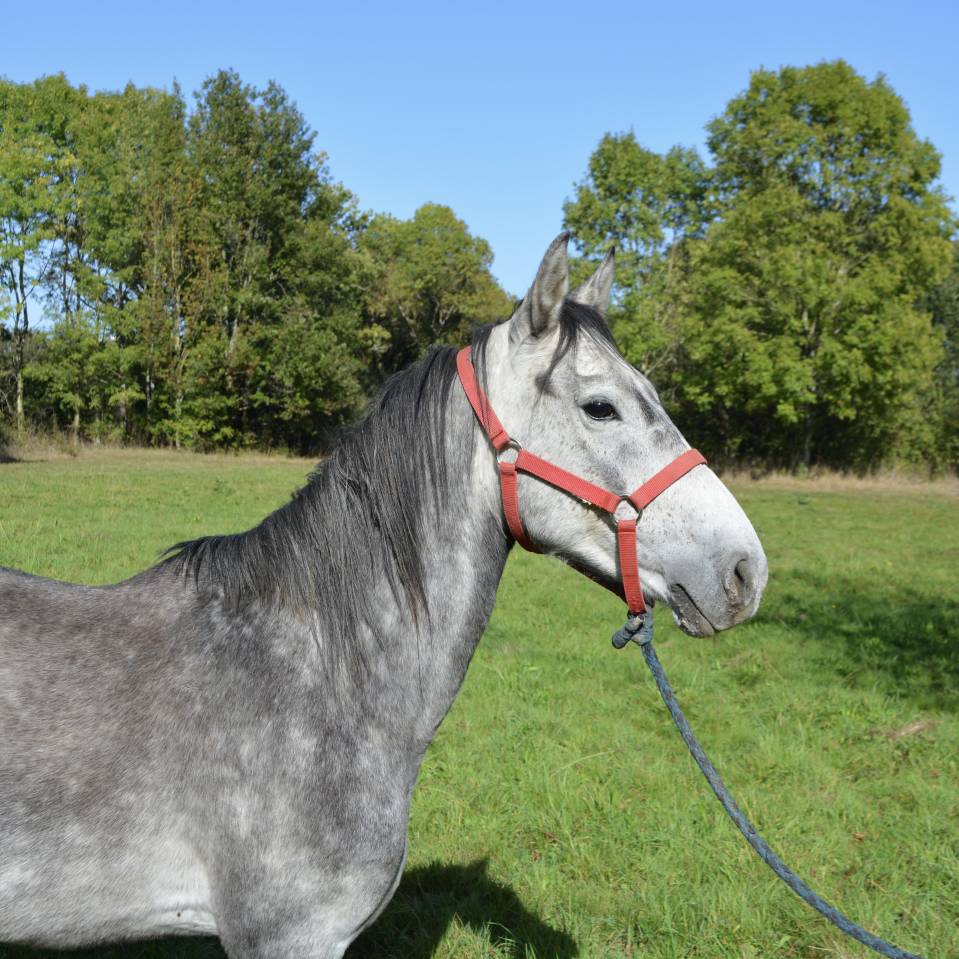 Gelding Origin Recorded For sale 2018 Grey