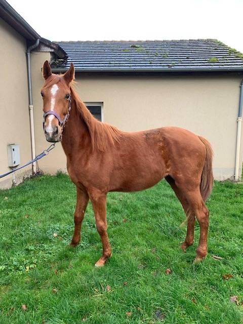 Gelding Selle Français For sale 2021 Chesnut