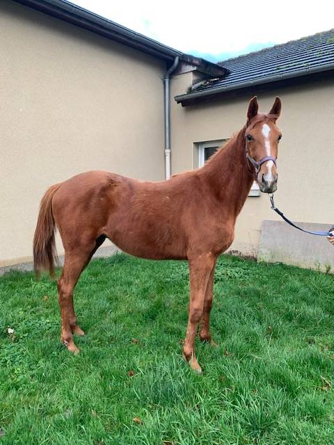 Gelding Selle Français For sale 2021 Chesnut