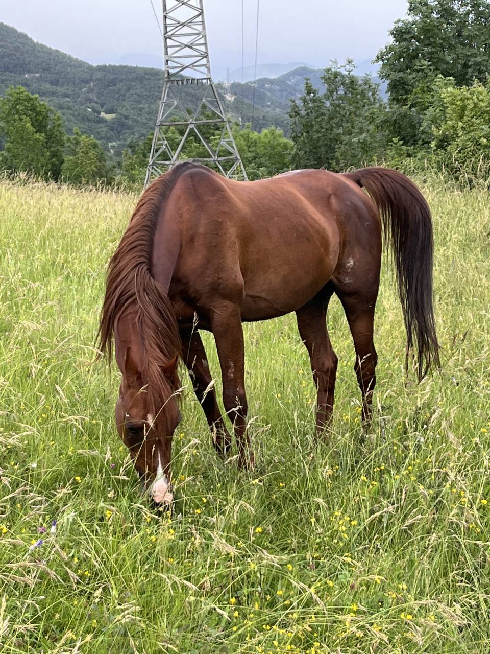 DH OMAHA JUSTYNN - Arabian 2007 by Wh Justice(us)