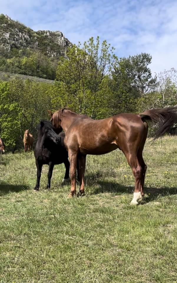 DH OMAHA JUSTYNN - Arabian 2007 by Wh Justice(us)