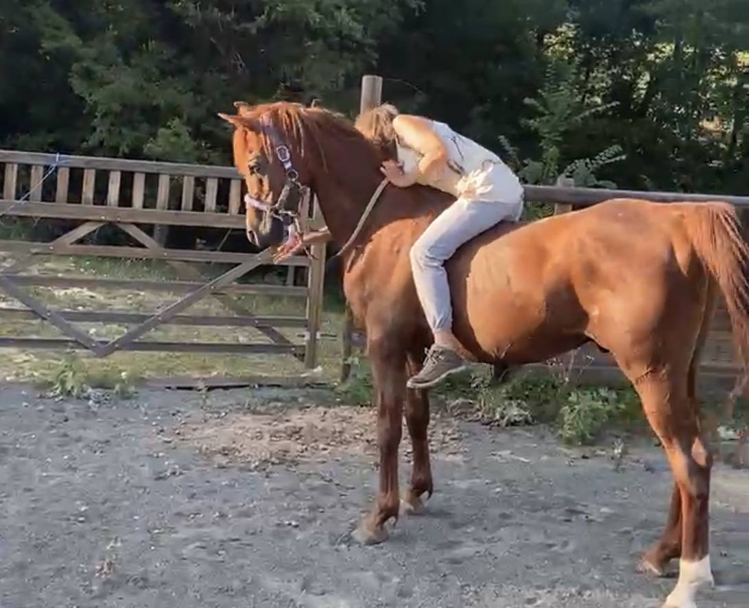 DH OMAHA JUSTYNN - Arabian 2007 by Wh Justice(us)