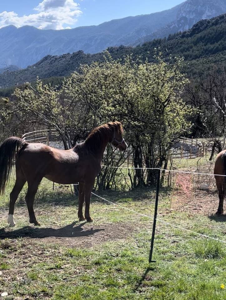 DH OMAHA JUSTYNN - Arabian 2007 by Wh Justice(us)