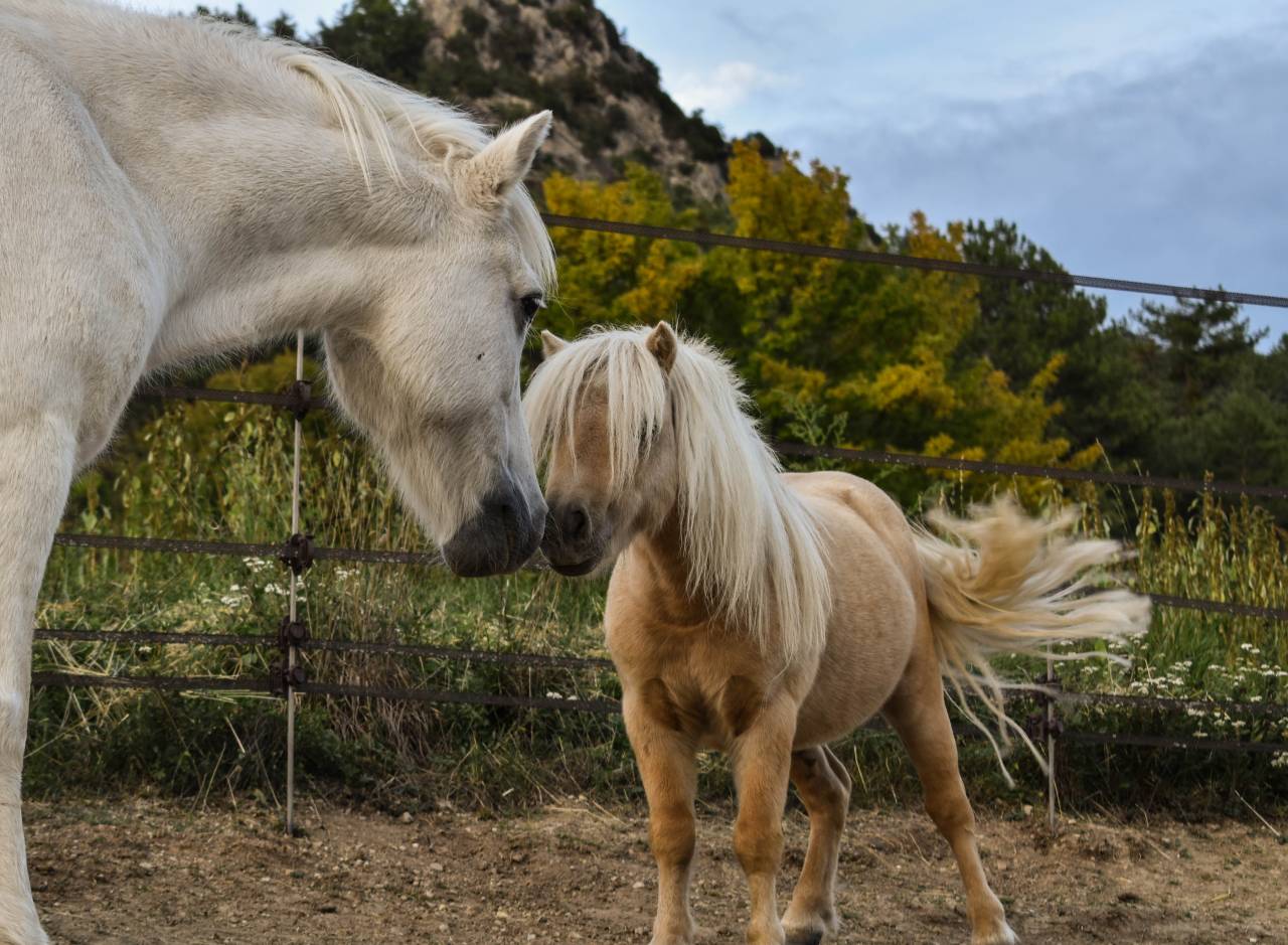 Esteban du Leymar - Shetland Pony 2014 by Castelbrook Kimber