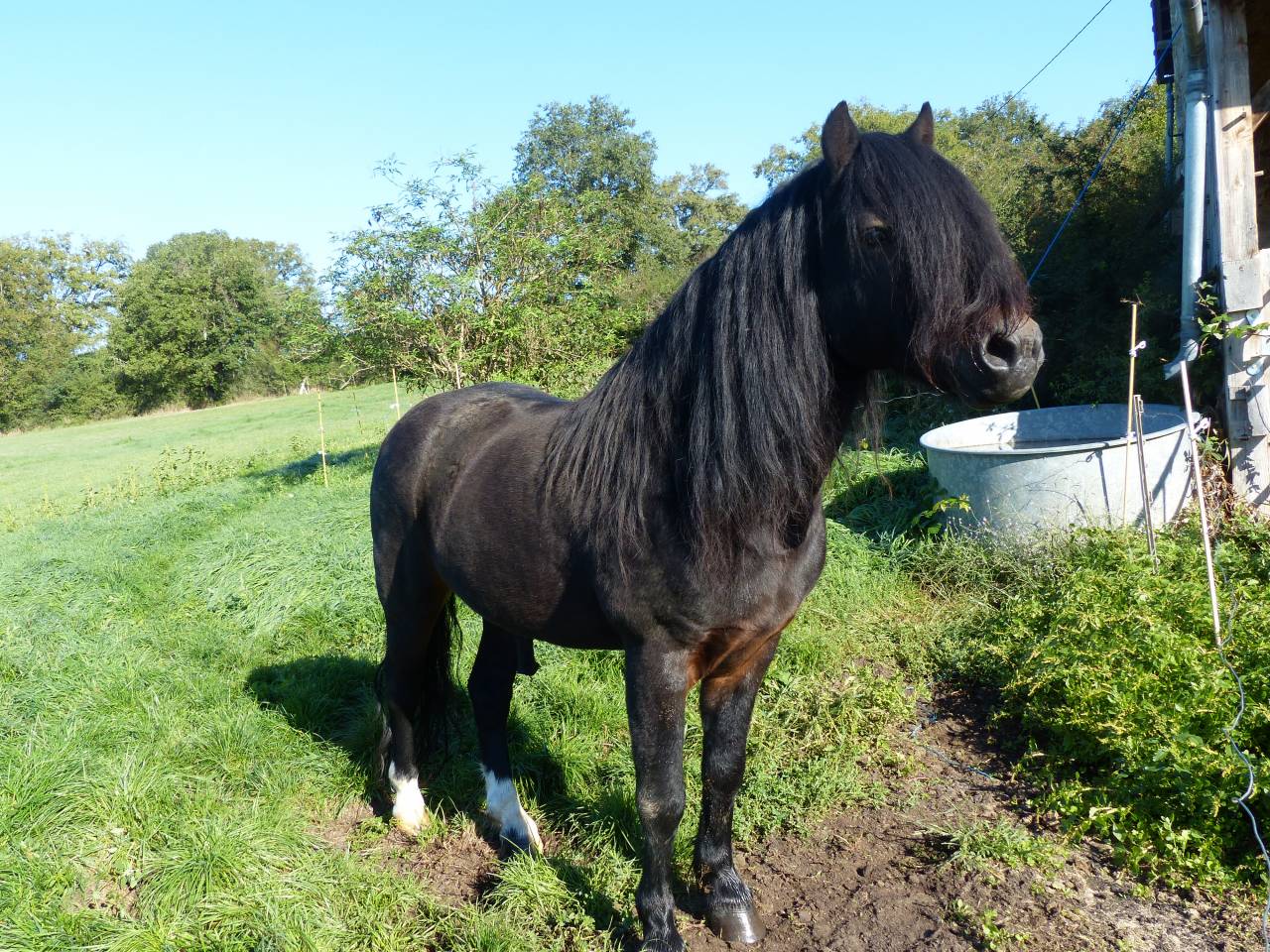 BLUEBERRY HILL SQUARE - Dartmoor 2011 by SHERBERTON BAILEYS (GB) DA