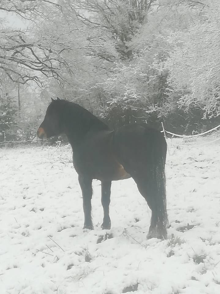 BLUEBERRY HILL SQUARE - Dartmoor 2011 by SHERBERTON BAILEYS (GB) DA