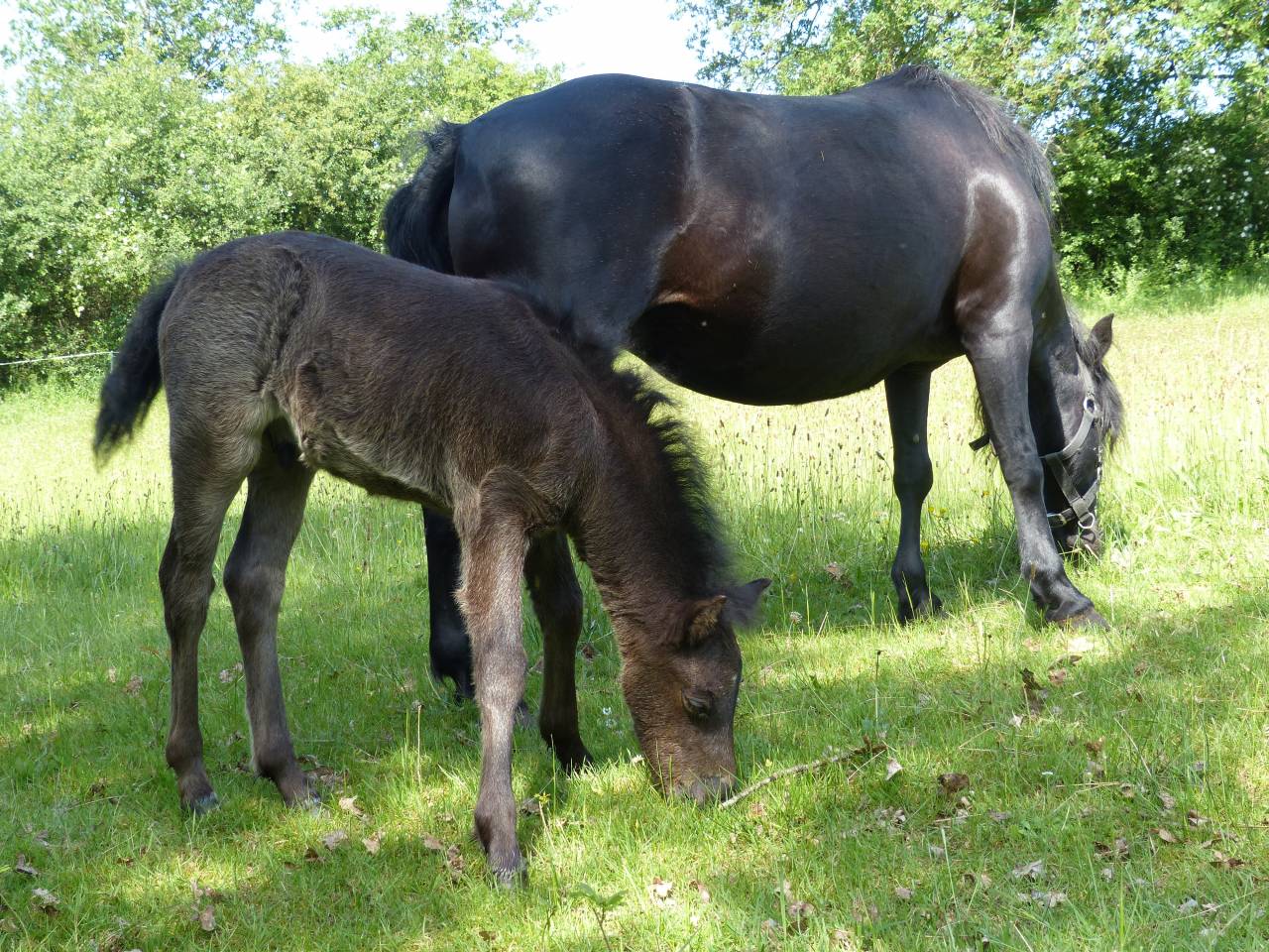BLUEBERRY HILL SQUARE - Dartmoor 2011 by SHERBERTON BAILEYS (GB) DA