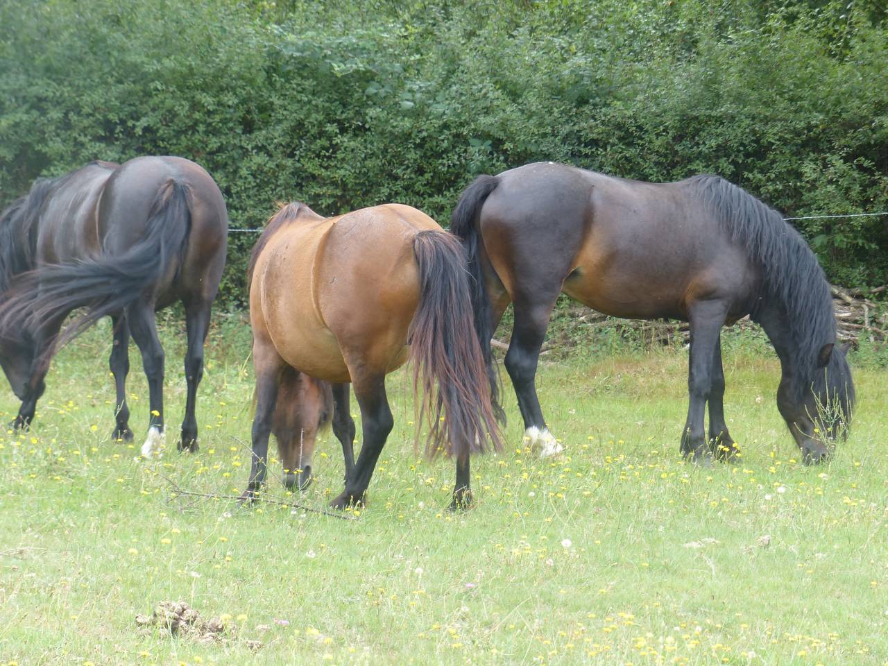 BLUEBERRY HILL SQUARE - Dartmoor 2011 by SHERBERTON BAILEYS (GB) DA