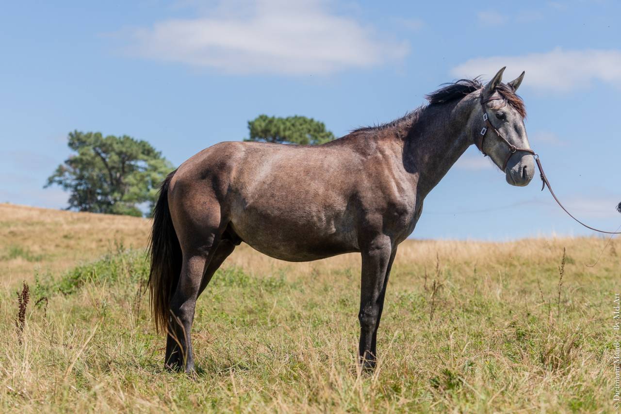 Colt Lusitano For sale 2022 Grey
