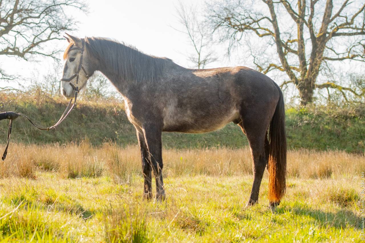 Colt Lusitano For sale 2022 Grey