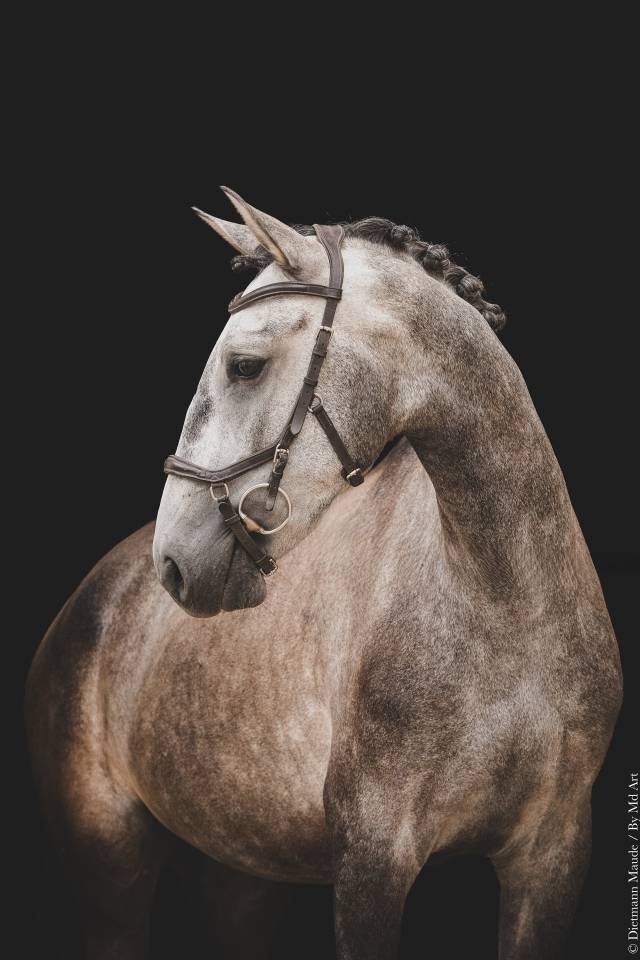 Colt Lusitano For sale 2022 Grey