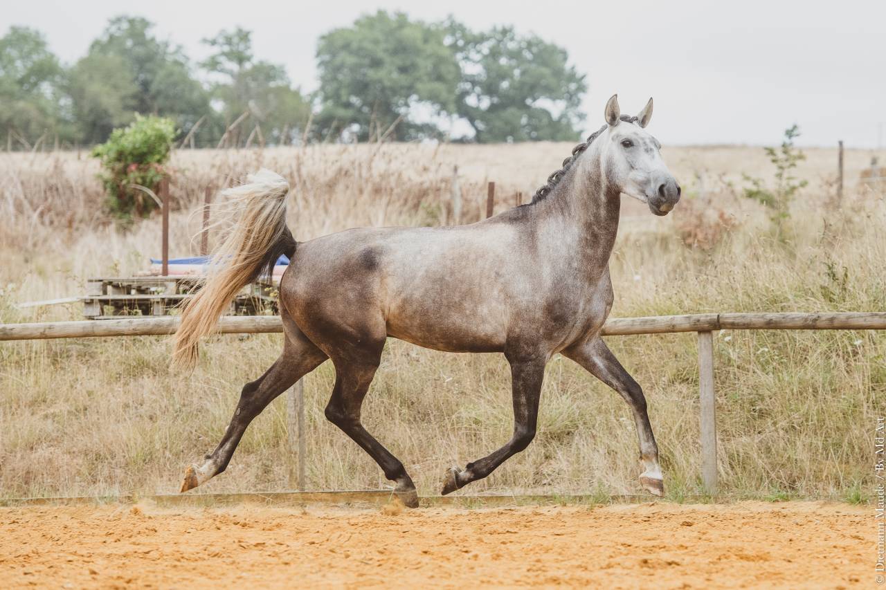 Colt Lusitano For sale 2022 Grey