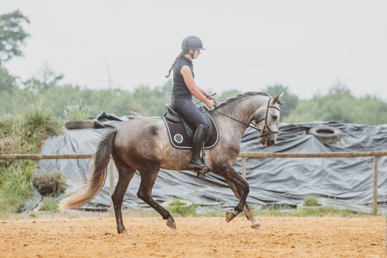 Colt Lusitano For sale 2022 Grey
