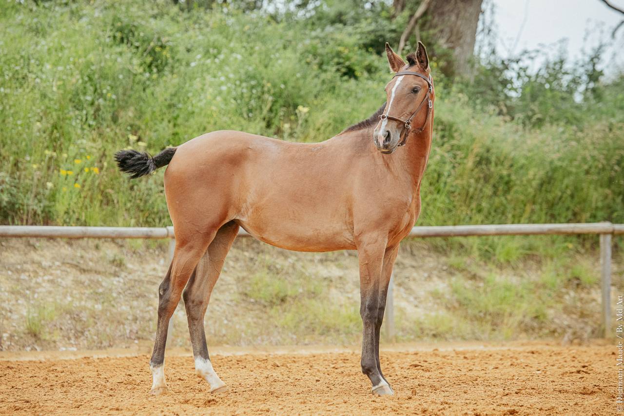 Filly Lusitano For sale 2022 Bay