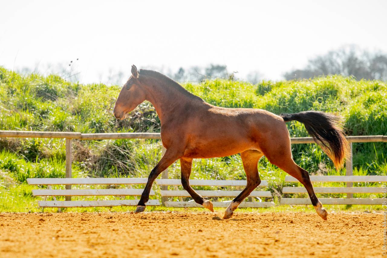 Filly Lusitano For sale 2022 Bay
