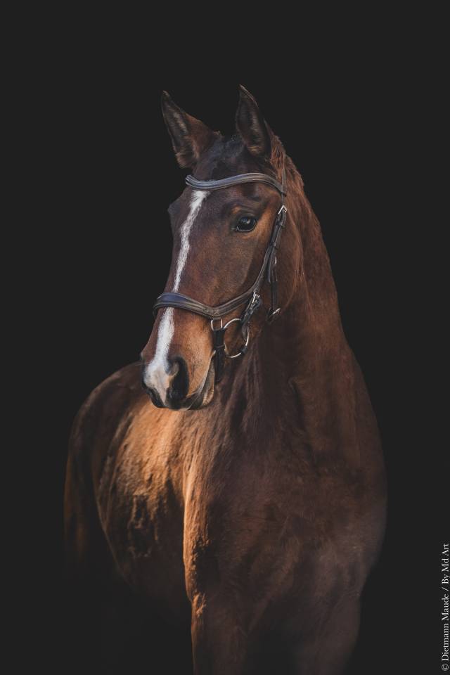 Filly Lusitano For sale 2022 Bay