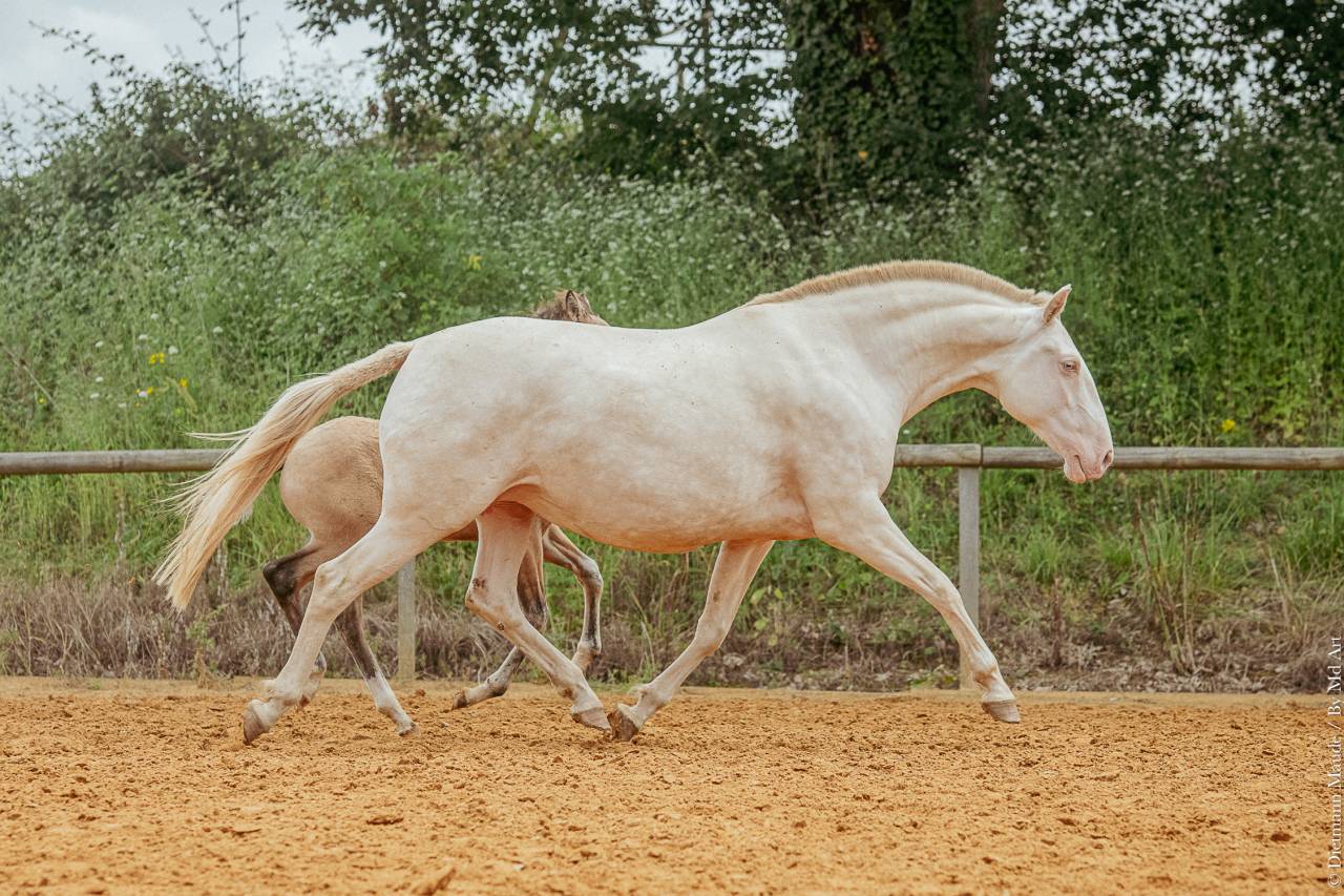 Broodmare Lusitano For sale 2017 Cream