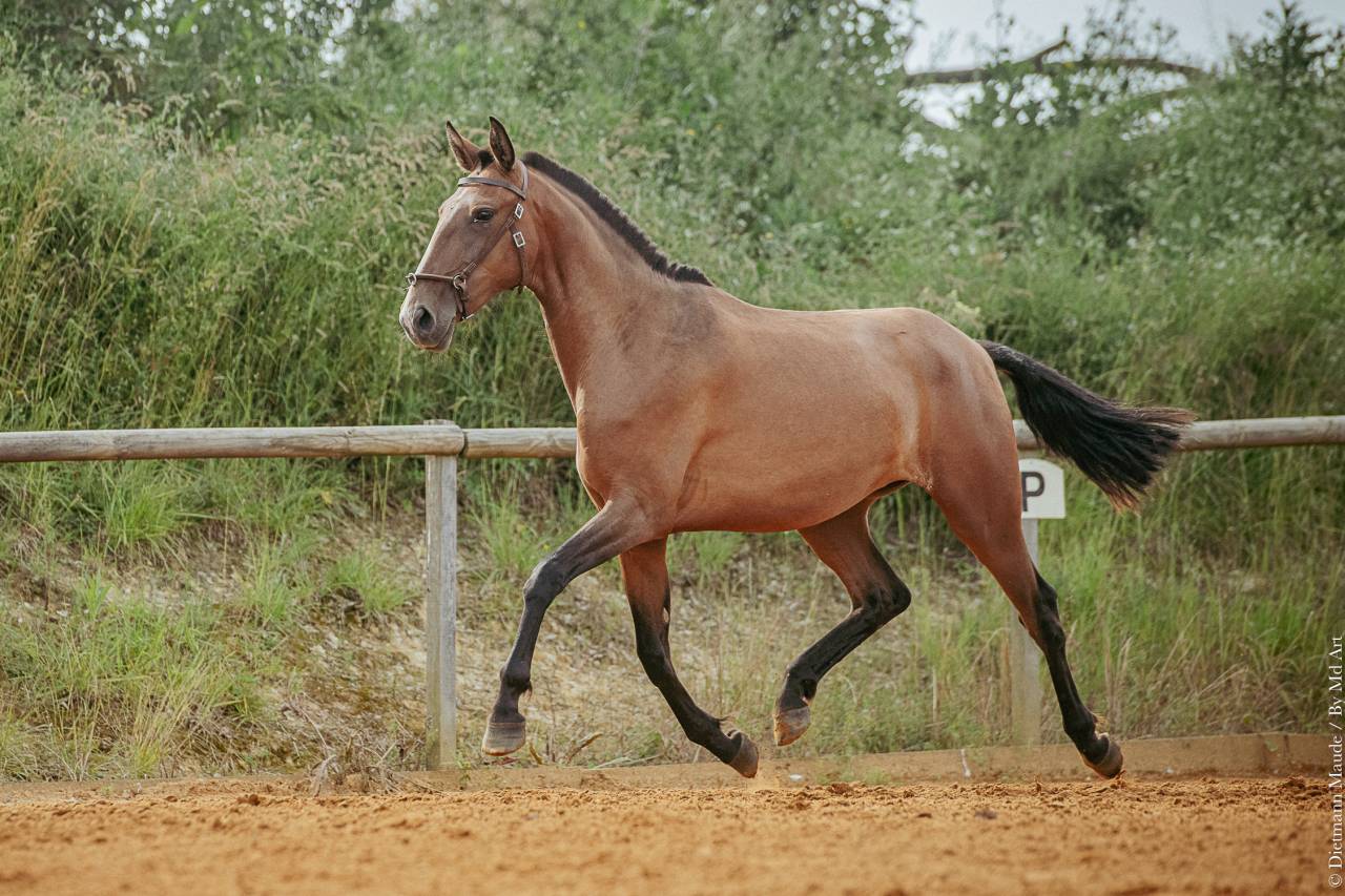 Filly Lusitano For sale 2021 Bay