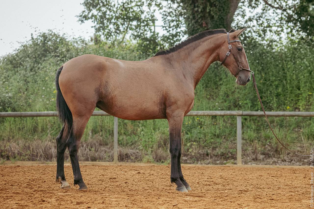 Filly Lusitano For sale 2021 Bay