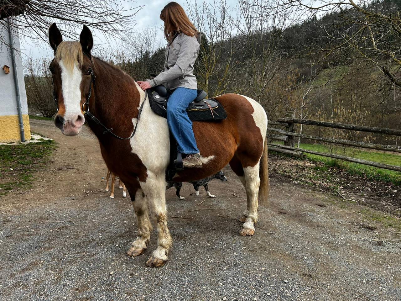 Gelding Draft Cross For loan 2009 Coloured