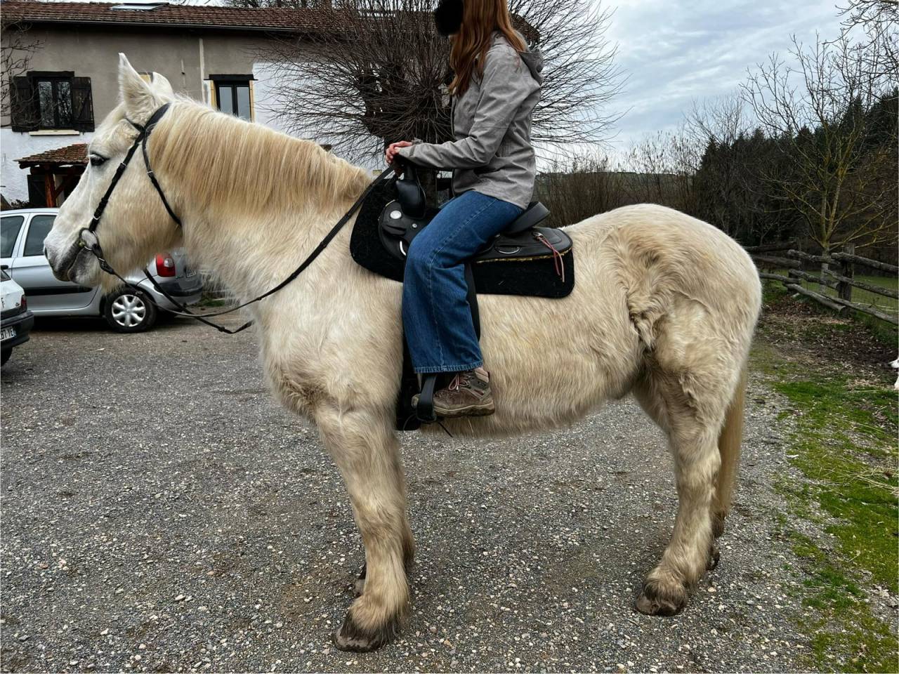 Gelding Draft Cross For loan 2009 Coloured