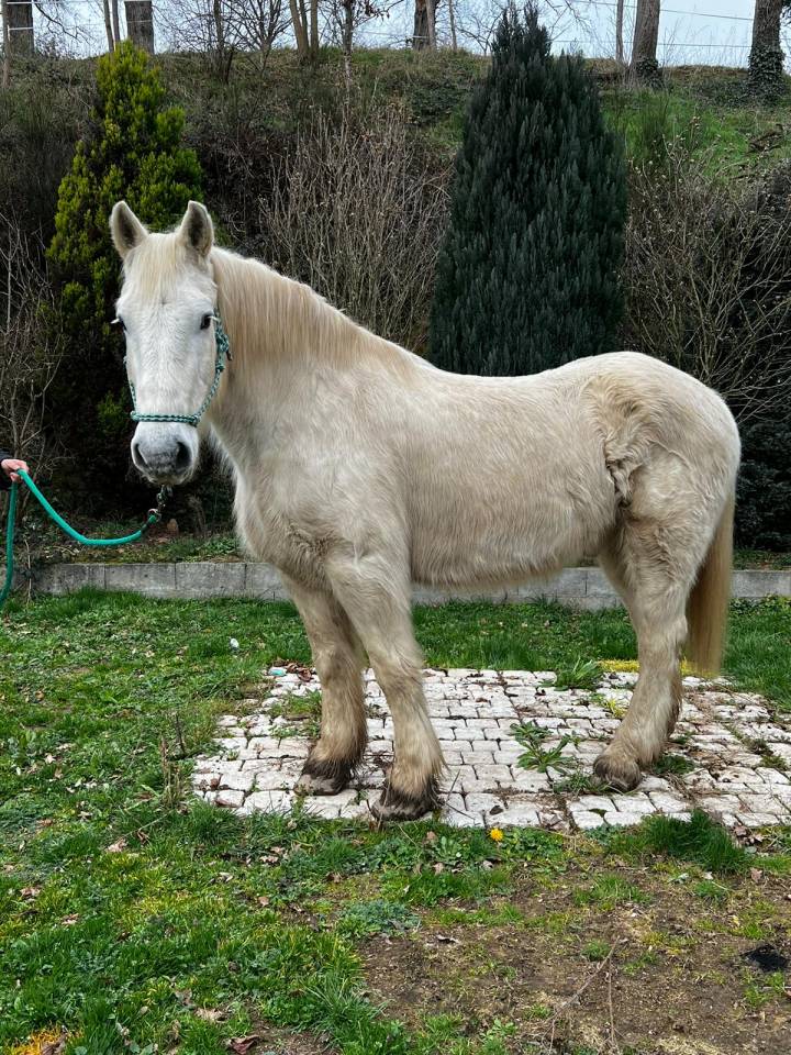 Gelding Draft Cross For loan 2009 Coloured