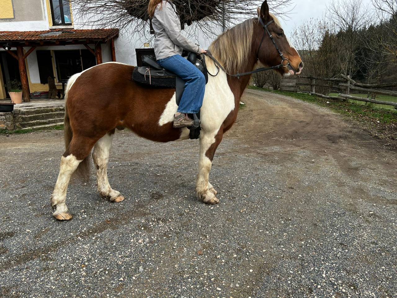 Gelding Draft Cross For loan 2009 Coloured