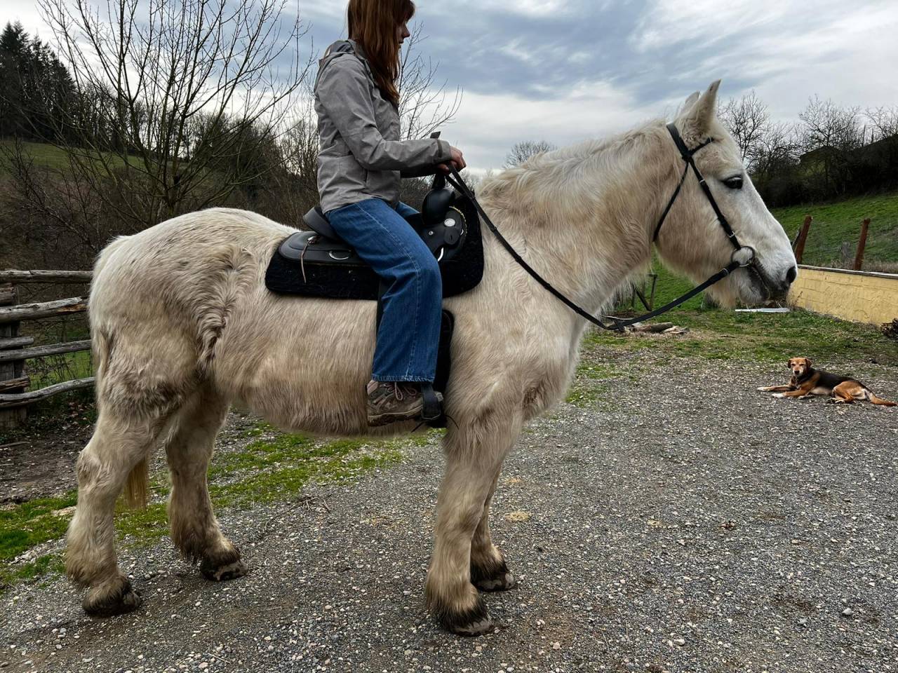 Gelding Draft Cross For loan 2009 Coloured