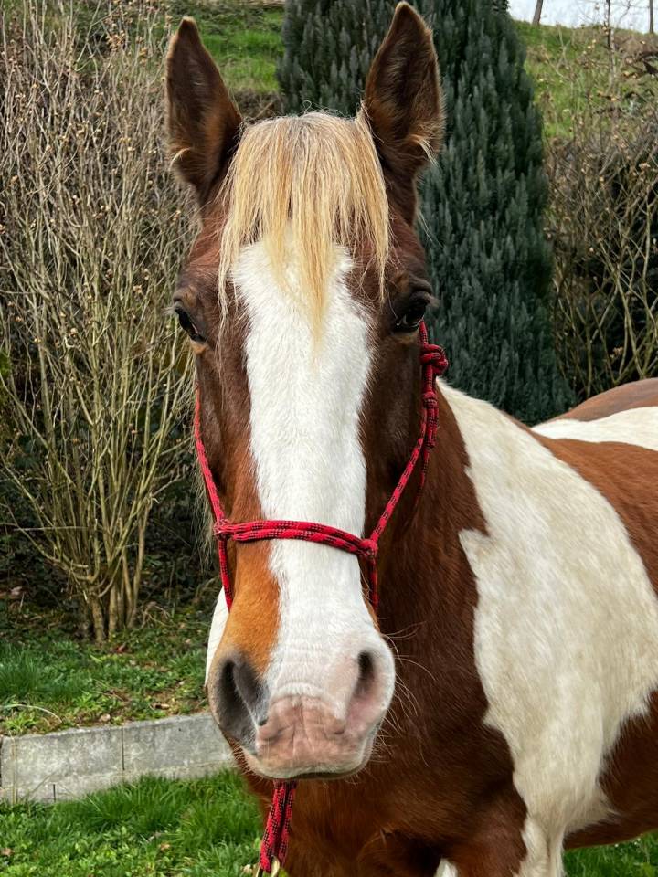 Gelding Draft Cross For loan 2009 Coloured