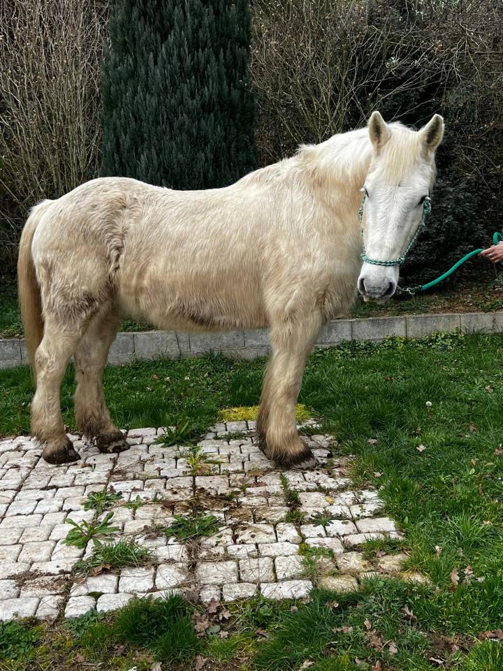 Gelding Draft Cross For loan 2009 Coloured