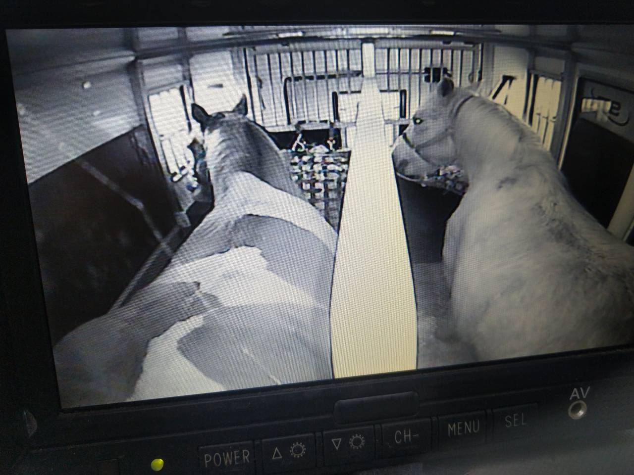 Gelding Draft Cross For loan 2009 Coloured