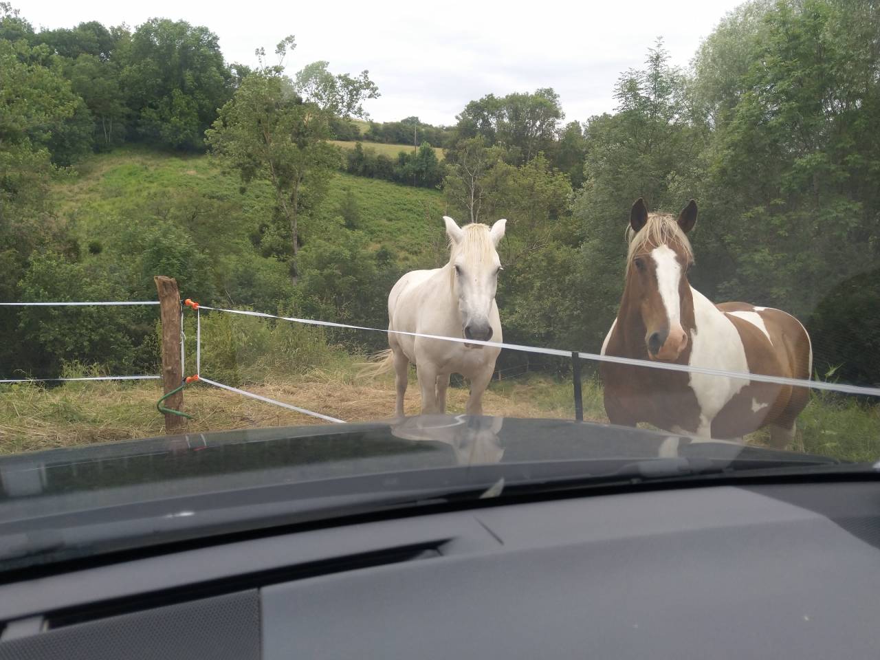 Gelding Draft Cross For loan 2009 Coloured