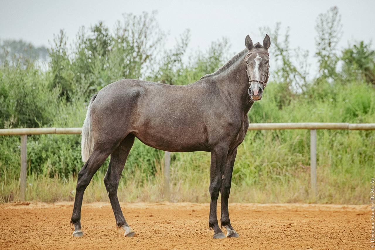 Filly Lusitano For sale 2021 Grey