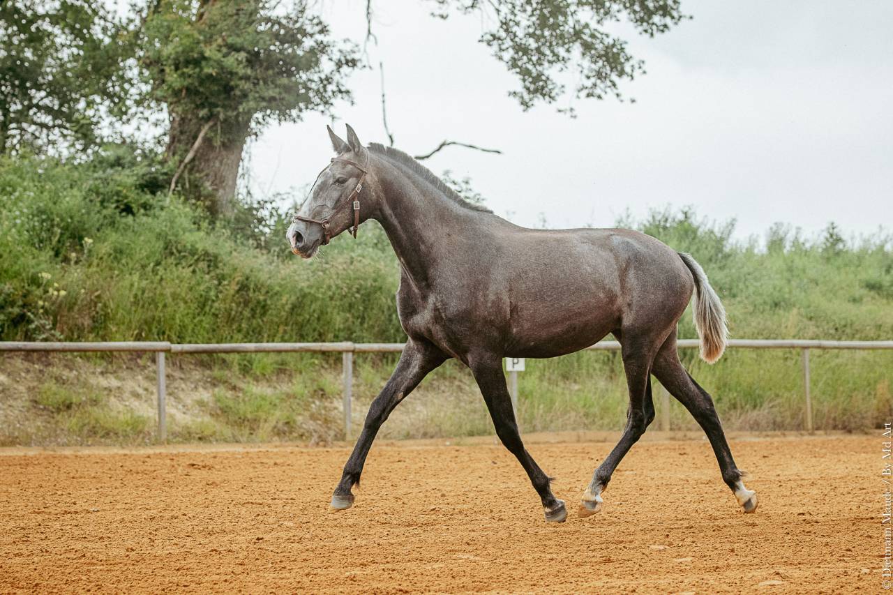 Filly Lusitano For sale 2021 Grey
