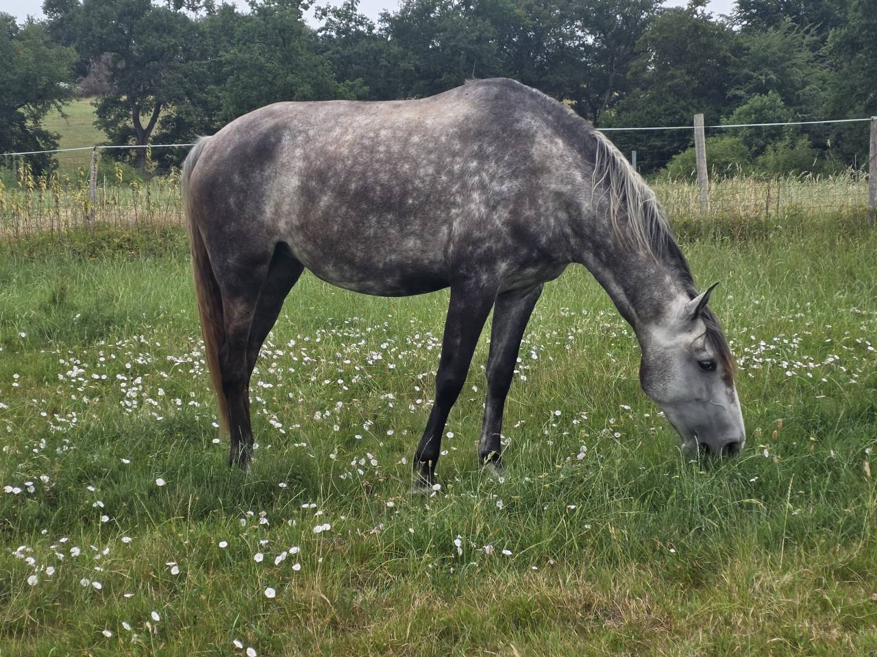 Filly Lusitano For sale 2021 Grey